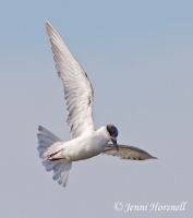 Tern 4669