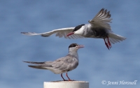 Terns 4713