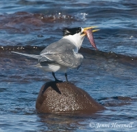 Tern with Fish 4296