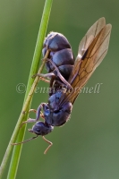 Ant 1319