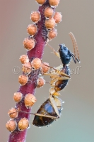 Ant  Milking Scale Insects