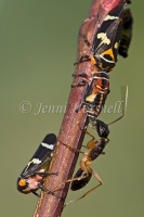 Ant milking Leafhoppers 2745