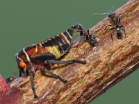 Ant milking Leafhopper Nymphs