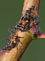 Ants milking Leafhoppers Nymphs 2796