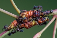 Ants milking Leafhoppers Nymphs 5769