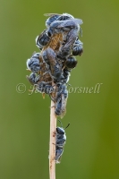 Bee Cluster 2489