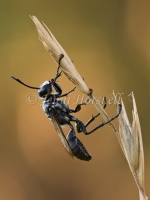 Black Digger Wasp - Sphex cognatus 4953