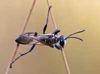 Black Digger Wasp - Sphex cognatus 5355