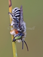 Blue Banded Bee 2960