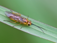 Braconidae sp 1179