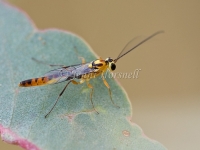 Braconidae sp 5243
