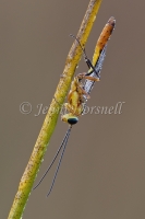 Braconidae sp 6219