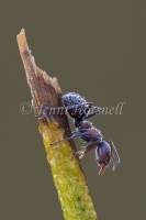 Dewy Ant 6198