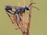 Digger Wasp - Sphex cognatus  5779