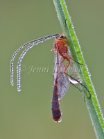 Ichneumon Wasp 3810