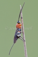 Braconid Wasp 6457