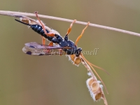 Ichneumon Wasp