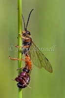 Mating Wasps