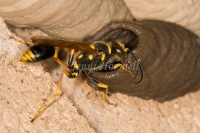 Mud Dauber Wasp
