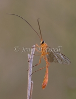 Orange Caterpillar Parasite Wasp
