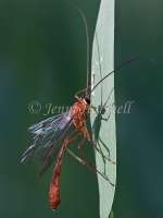 Orange Caterpillar Parasite Wasp