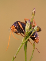 Orange Spider Wasp - Cryptocheilus sp. 6040