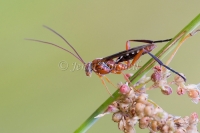 Orchid Dupe Wasp - Lissopimpla excelsa