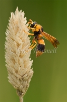 Potter Wasp