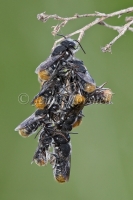 Resin Bees 2982