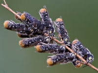 Resin Bees 5755