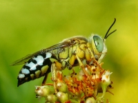 Sand Wasp - Bembix palmata