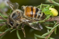 Spider with European Bee