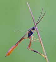 Two-toned Caterpillar Parasite Wasp -  Heteropelma scaposum