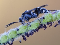 Wasp 2497