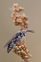 Wasp 5094