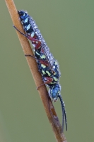 Wasp  Dew 6359