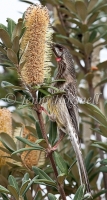 Red Wattlebird - Anthochaera carunculata 1491