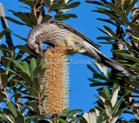 Red Wattlebird - Anthochaera carunculata 1632