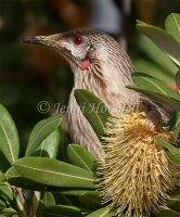 Red Wattlebird - Anthochaera carunculata 2114