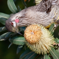 Red Wattlebird - Anthochaera carunculata 2155