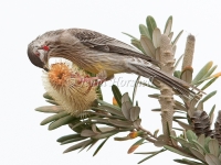 Red Wattlebird - Anthochaera carunculata 2959