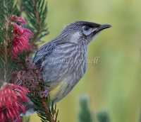 Red Wattlebird - Anthochaera carunculata juv 4853