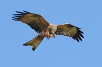 Whistling Kite - Haliastur sphenurus 4187