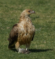 Whistling Kite - Haliastur sphenurus 4392