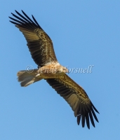 Whistling Kite - Haliastur sphenurus 4468