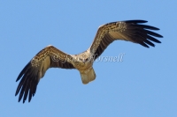 Whistling Kite - Haliastur sphenurus 4487