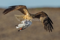 Whistling Kite - Haliastur sphenurus 5388