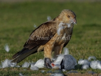 Whistling Kite - Haliastur sphenurus 5518
