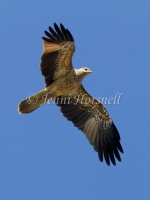 Whistling Kite - Haliastur sphenurus 3285