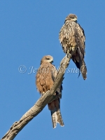 Whistling Kite - Haliastur sphenurus 4876